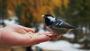 bird eating seed from hand